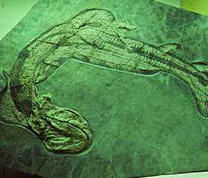 Orthacanthus