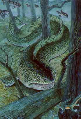 Orthacanthus